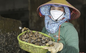 Hà Tĩnh: Chị em đi săn loài 