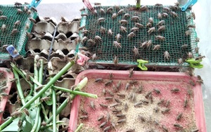Trai ấp tỉnh Đồng Tháp &quot;xung phong&quot; nuôi loài côn trùng ham &quot;gặm cỏ, nhai rau&quot;, đã bán được 5 tạ, thu 120 triệu