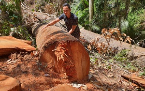 Kon Tum: Hàng chục cây gỗ cổ thụ bị cưa hạ ngay tại thị trấn Măng Đen