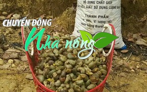 Chuyển động Nhà nông 12/3: Người trồng điều Bình Phước đứng ngồi không yên vì điều mất mùa, rớt giá