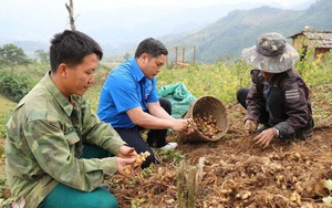 Nghệ An: Đặc sản gừng Kỳ Sơn vào vụ, củ gừng ngon la liệt trên đồi nhưng vắng thương lái, Hội Nông dân vào cuộc