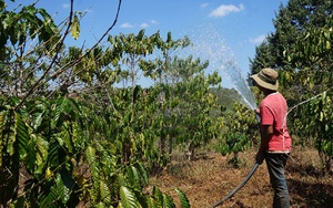 Phân bón đã tăng lên 1,3 triệu/bao, giờ giá xăng dầu lại tăng cao, nông dân Lâm Đồng nhìn vườn cà phê mà ngao ngán