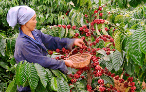 Đừng để cà phê Việt 'đuối sức' tại thị trường vô cùng quan trọng này