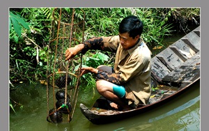Những loài rùa quý hiếm của Việt Nam tìm thấy ở rừng ngập nước Cà Mau, có loài rùa nặng hơn 10kg