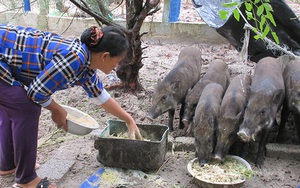 Nông dân choáng váng vì giá thức ăn chăn nuôi tăng lần thứ 10, quay lại thời băm cây chuối, bèo tây?