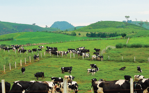 Mộc Châu Milk (MCM) lên kế hoạch lãi đạt 344 tỷ đồng; chia cổ tức 2021 tỷ lệ 25%
