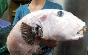 Loài cá có tên gọi mỹ miều "mỹ nhân ngư" hóa ra rất độc, nhà giàu Việt vẫn "cuồng" ăn