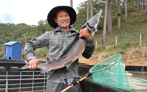 Ông tỷ phú nông dân Lâm Đồng nuôi cá tầm công nghệ cao, bắt hơn 200 tấn/năm, cả làng trầm trồ