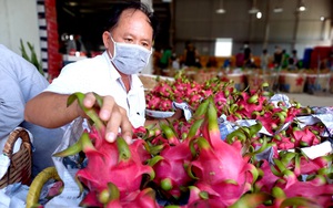 Mua bán thanh long “ve chai”, một ông giám đốc ở Long An đưa HTX vượt khủng hoảng giá rẻ