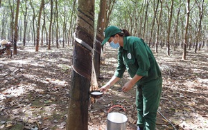 Thông tin lo lắng nhất đối với giá và xuất khẩu cao su của Việt Nam từ trước tới nay