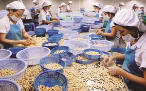 Vụ 100 container điều xuất khẩu sang Ý nghi lừa đảo: Thủ tướng Phạm Minh Chính chỉ đạo khẩn
