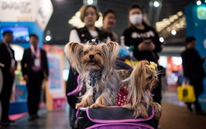 Trung Quốc: Kêu gọi không làm hại thú cưng vì đại dịch Covid-19