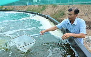 Nghịch lý: Giá xăng tăng kỷ lục, chi phí nuôi tôm tăng vọt, giá tôm lại giảm khiến người nuôi lao đao