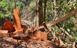 Kon Tum: Đã xác định được nhóm đối tượng liên quan vụ phá rừng cổ thụ ở Măng Đen