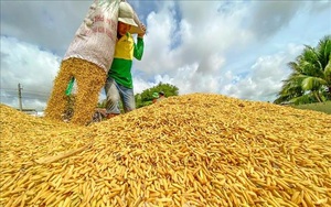Giá gạo xuất khẩu loại 5% tấm của Việt Nam tiếp tục tăng, vượt gạo của Thái Lan 