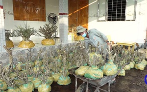 Tỉnh nào của Việt Nam lần đầu tiên vừa xuất khẩu thành công 1.000 cây mai nu chiếu thủy ra nước ngoài, thu 1 tỷ?