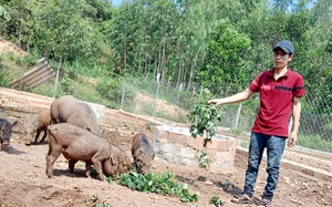 Vốn ưu đãi về vùng khó, hộ nghèo nuôi lợn rừng cho ăn toàn rau cỏ mà bán đắt hàng