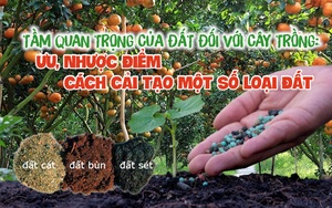 Tầm quan trọng của đất đối với cây trồng: Ưu, nhược điểm và cách cải tạo một số loại đất