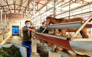 Nông dân 9X nuôi dê Boer nhốt chuồng nhiều nhất huyện, cả làng ở Thanh Hóa đều tấm tắc khen