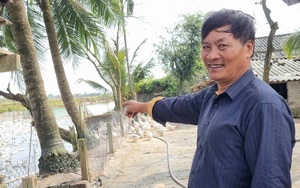 Giá thức ăn tăng nhanh, người nuôi vịt đẻ ở Thanh Hóa "choáng váng"