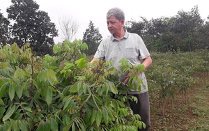 Ông nông dân tỷ phú Thái Nguyên sống khỏe nhờ nghề ươm cây giống, có cây thấp tè đã ra trái quá trời