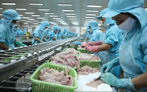 Việt Nam đang cung cấp độc quyền một loài cá cho Trung Quốc, là cá gì mà mới đầu năm Trung Quốc đã mua mạnh?