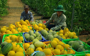 Khu vực Trung Đông - cơ hội vàng cho các sản phẩm Việt Nam có thế mạnh