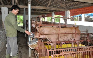100kg heo hơi xuất chuồng, nông dân lỗ 300.000 – 500.000 đồng, Bộ NNPTNT kêu gọi doanh nghiệp đừng tăng giá thức ăn chăn nuôi