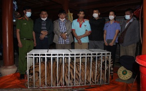 Điện Biên: Bắt quả tang 3 đối tượng đang giết hại 1 cá thể hổ