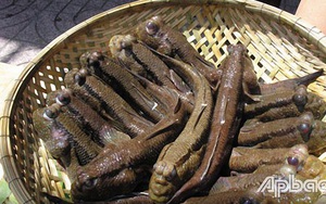 Xôn xao loài cá bống xấu xí, miệng đầy răng nanh, chạy rõ nhanh, leo cây thoăn thoắt ở vùng biển Tiền Giang