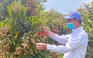 Loại cây đặc sản ra trái từng chùm bất ngờ tăng thêm 10.000 đồng/kg, cứ 1 công nông dân Hậu Giang lời 30 triệu