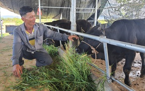 Quảng Nam sắp có phiên chợ trâu, bò ở Điện Bàn, mong to như chợ Ú ở Nghệ An