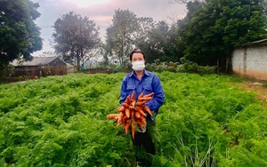 Phú Thọ: Cho "ăn" phân bón Lâm Thao, đào lên toàn củ cà rốt to đẹp, bán được giá