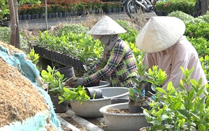 Mới xong vụ cây cảnh Tết, cả làng này ở Đồng Tháp lại tất bật trồng cây công trình bán đi khắp nước