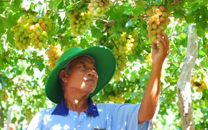 Vì sao nông dân Ninh Thuận ưa thích và đang tích cực mở rộng diện tích trồng giống nho ra trái &quot;quá trời&quot; này?