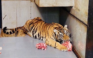 Clip: Chi hơn 3 tỷ đồng nuôi 8 cá thể hổ trước khi bàn giao về Vườn thú Hà Nội