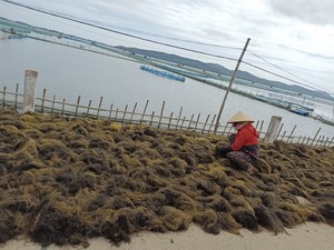 Phú Yên: Có 1 loại rau không cần trồng, rủ nhau đi vớt hàng tạ về phơi, có nhà thu tiền triệu/ngày