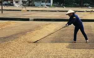 Giá cà phê hôm nay tại Đắk Lắk sắp chạm mốc 42.000 đồng/kg, Tây Nguyên đón mưa, người vui, kẻ buồn