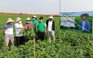 Lâm Đồng: Trồng khoai tây cho "ăn" phân bón hữu cơ, nhổ lên xem thử nhà nông bất ngờ vì nhiều củ