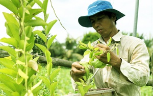 Trồng thứ cây chỉ lấy lá làm ra thức uống mát như kem, vợ chồng anh nông dân nhàn hạ thu tiền