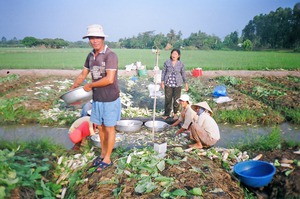 Ở vùng đất ven sông Cổ Chiên, có 2 thứ cây ưa loại đất sét làm gạch, gốm, cứ dúi xuống là có tiền