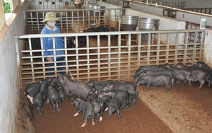 Viện Chăn nuôi tiết lộ công thức phối trộn thức ăn cho lợn, gà từ loại hạt Việt Nam có rất nhiều