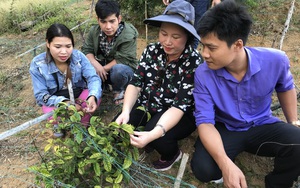 Quảng Nam đề xuất với Thủ tướng cho thuê 2.000 ha môi trường rừng để trồng cây dược liệu