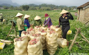 Nghệ An: Trồng bạt ngàn bù đỏ hình hồ lô, càng già càng dễ bán, hóa ra là loại quả ai cũng biết