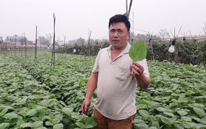 Thử trồng thứ rau tía tô mà lại không tía, hái đem bán ra nước ngoài, ai ngờ nông dân Thái Nguyên lại có tiền