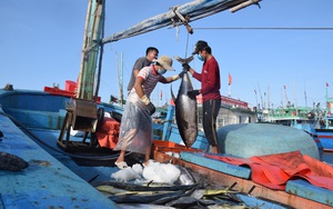 Ngư dân Bình Định “gặp khó”… vì giá nhiên liệu tăng
