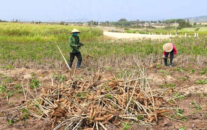 Đang bán sang Trung Quốc hàng triệu tấn nông sản này, tại sao doanh nghiệp lại kêu cứu Thủ tướng Phạm Minh Chính?