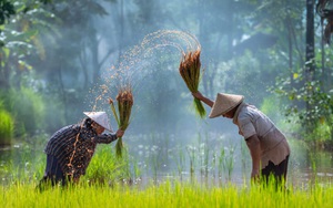 Là cường quốc xuất khẩu gạo, Việt Nam vẫn mua tới 3,5 triệu tấn lúa của Campuchia để làm gì?