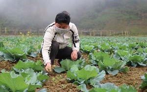 Chi hội trưởng nông dân người Mông tiết lộ bí quyết trồng bắp cải xuất bán vào siêu thị Big C