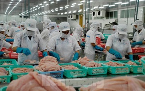 Thắng lớn ở thị trường Mỹ và Trung Quốc, xuất khẩu cá tra Việt Nam hồi sinh